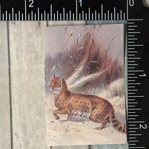 🌀10/$10🌀 Classic Vicious Cats Lion Tiger Cheetah Reusable Washi Sticker Decal